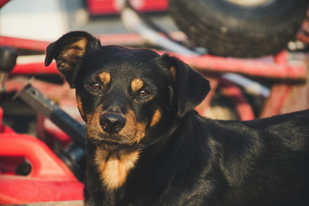 Adorable black and tan dog sitting outdoors on a sunny day, showing cute expressions.