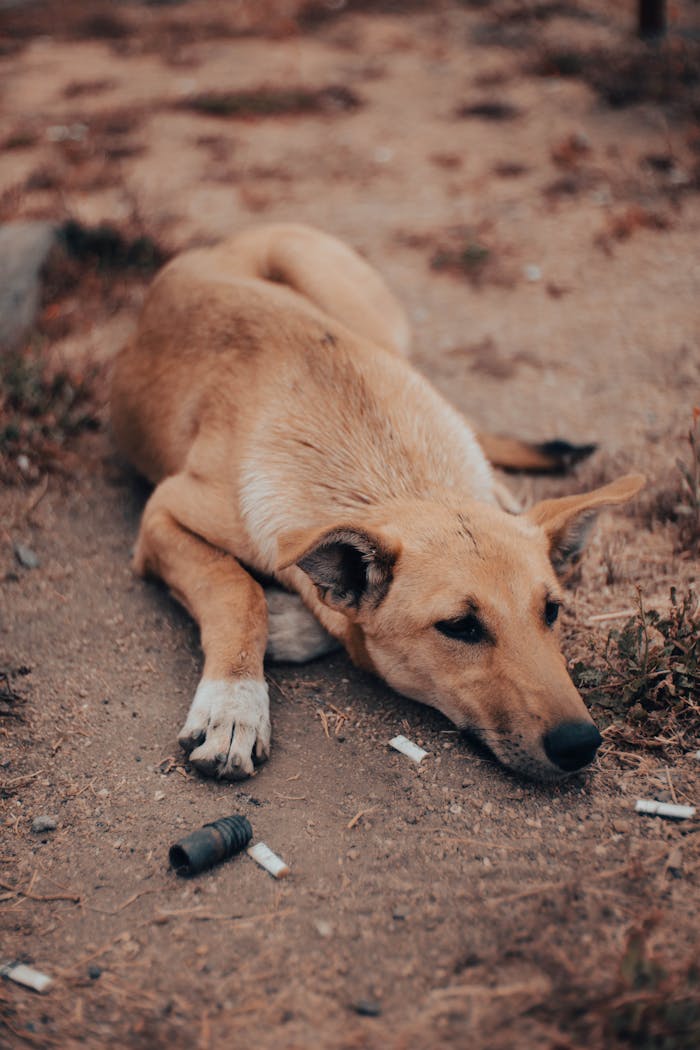 A stray dog lies on a dirt road blending into the natural surroundings.
