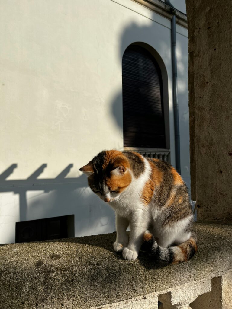 A calico cat basks in warm sunlight on a stone ledge against a stucco wall.