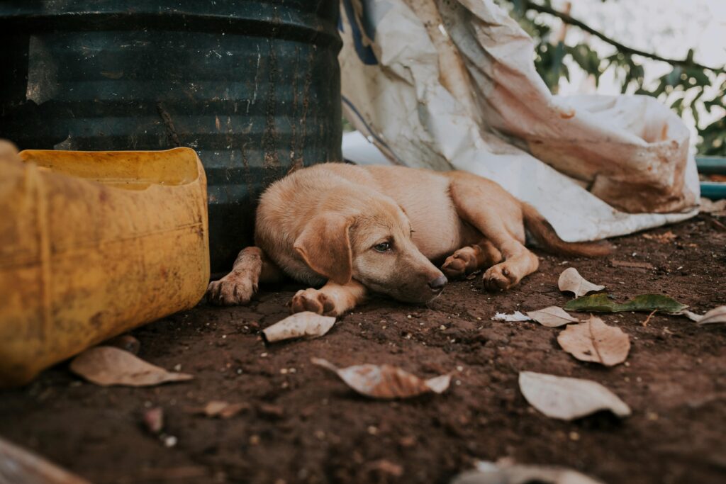 A stray dog lies on the ground surrounded by trash, depicting urban loneliness and homelessness.