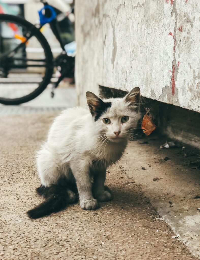 A stray white cat with brown markings sitting beside a wall in an urban setting, looking forward.