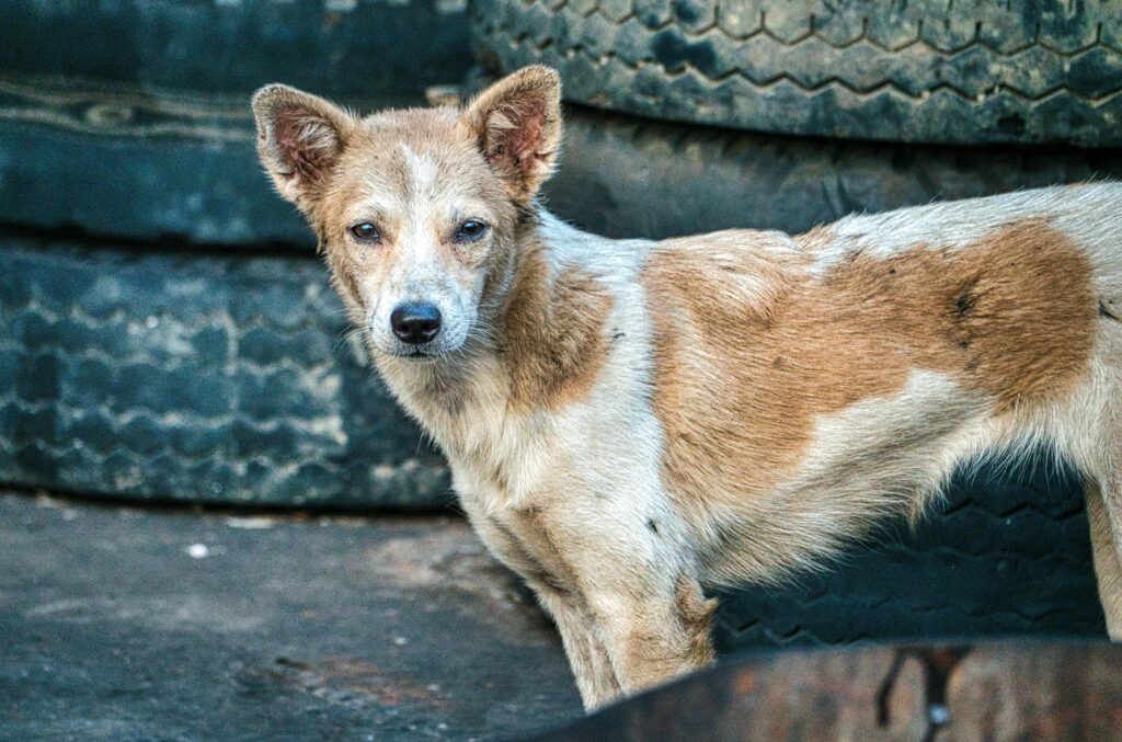 Close-up of a stray dog standing by worn-out tires in an urban setting.
