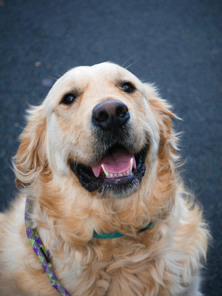Smiling golden retriever portrait with a leash outdoors on a sunny day.