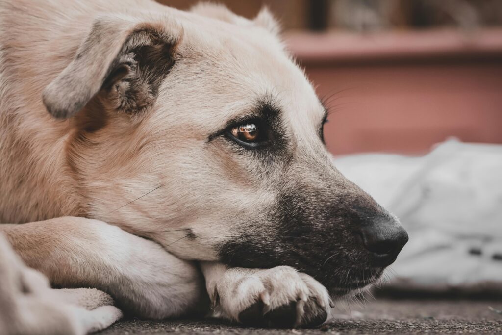 A close-up photo capturing the serene expression of a resting dog on a sunny day.