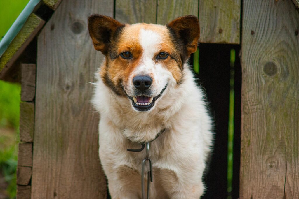 Cheerful dog standing in a wooden doghouse on a sunny day outdoors.